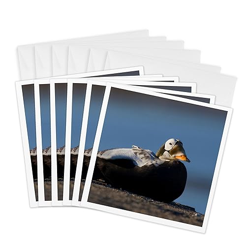 3dRose Greeting Cards - Spectacled Eider - 6 Pack -