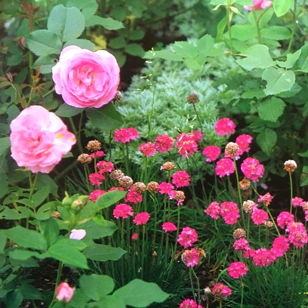 美 ローズガーデン 解説 庭園 ガーデニング 蓼科 楽しみ方 ケイ山田