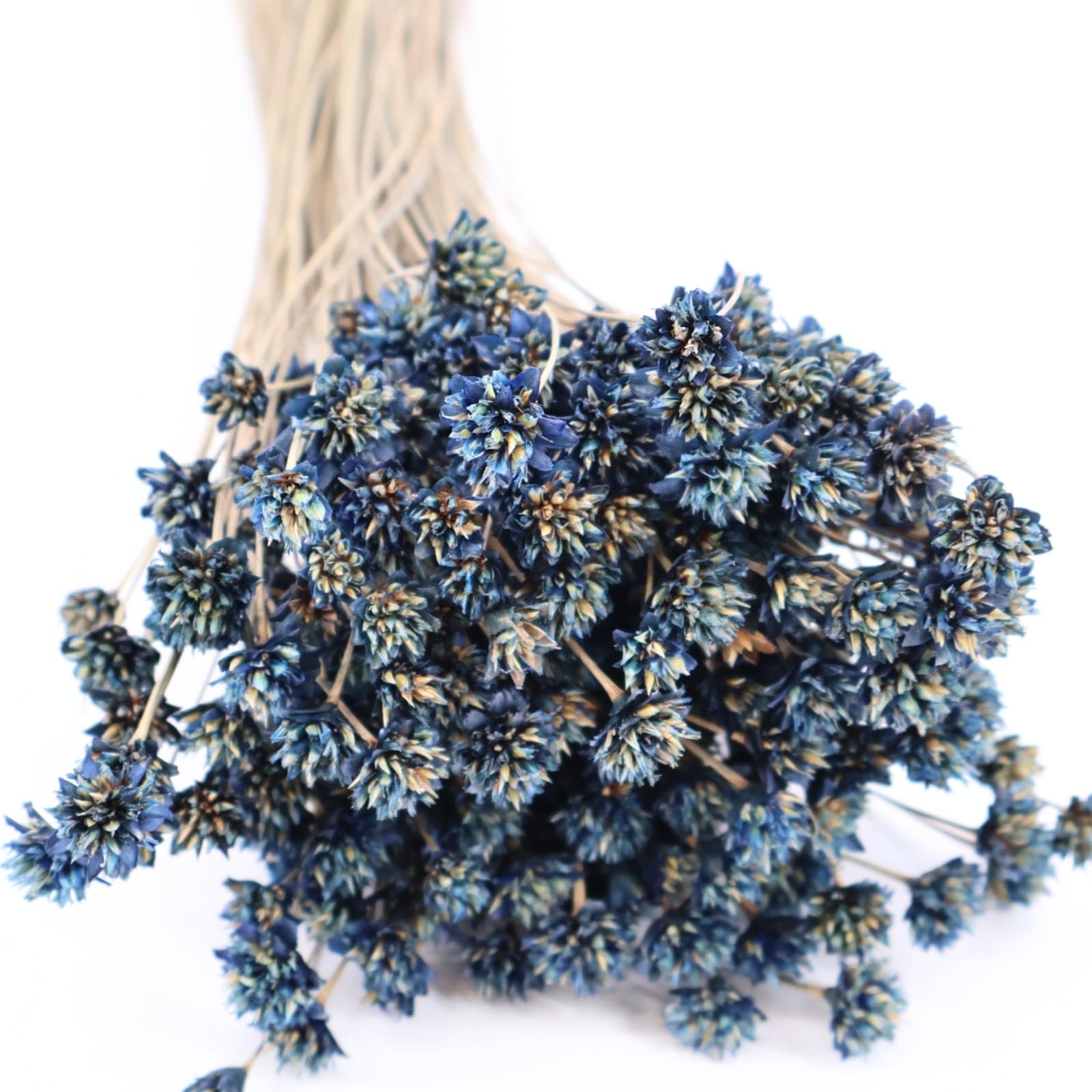 Bouquet de fleurs de colline Pervenche pour décoration intérieure naturelle