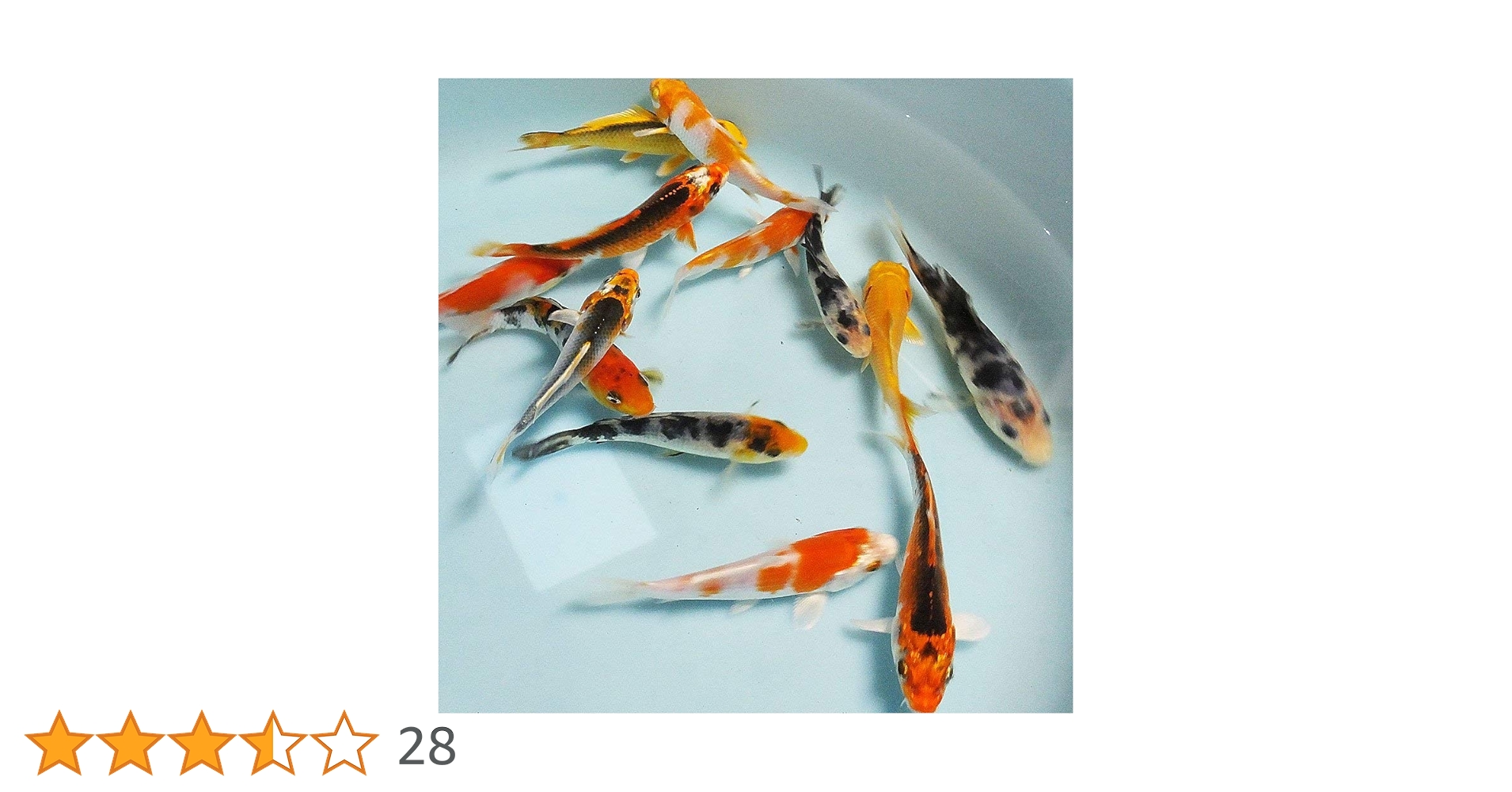 Amazon | 【生体】お任せ！錦鯉Mix 20匹 S 10cm～13cm前後 鯉 色
