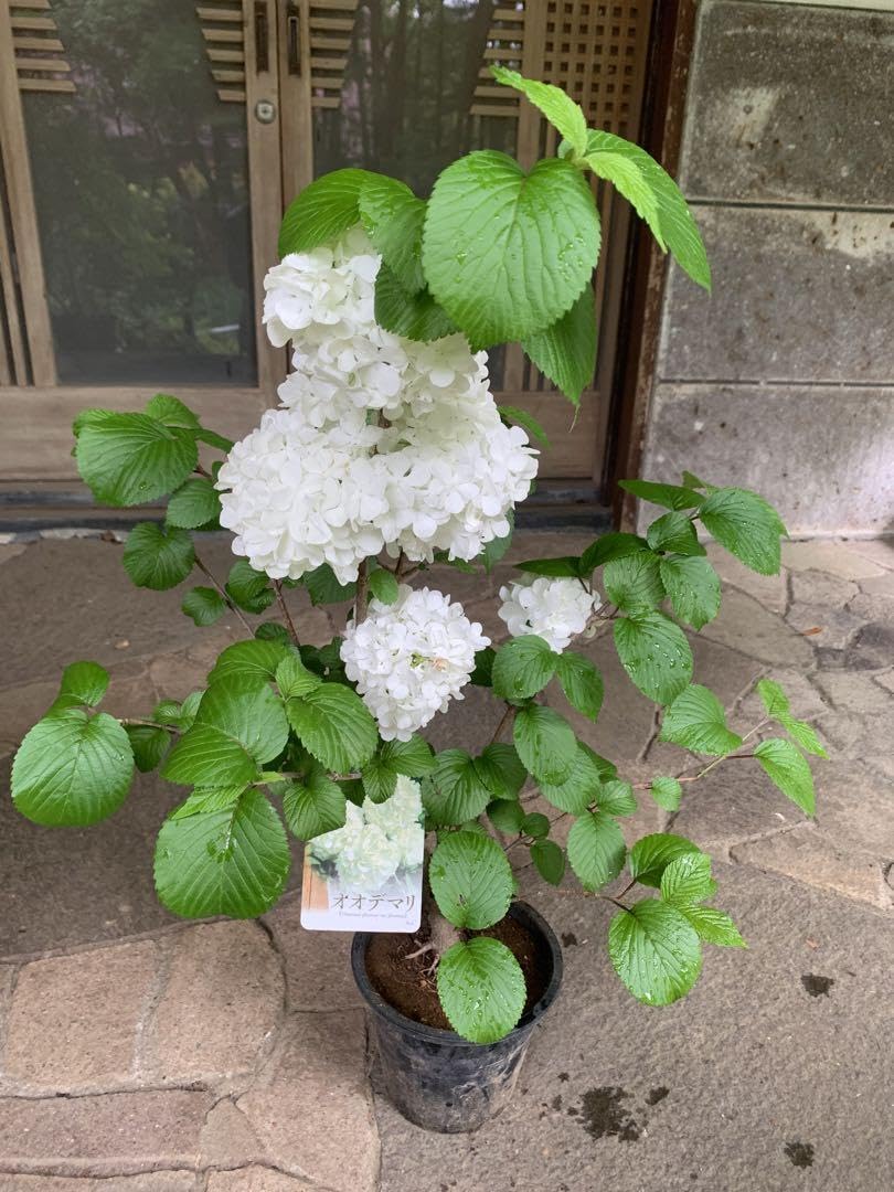 大手毬 白 オオデマリ ビバーナム 庭木 ガーデニング2株セット 鉢ごと