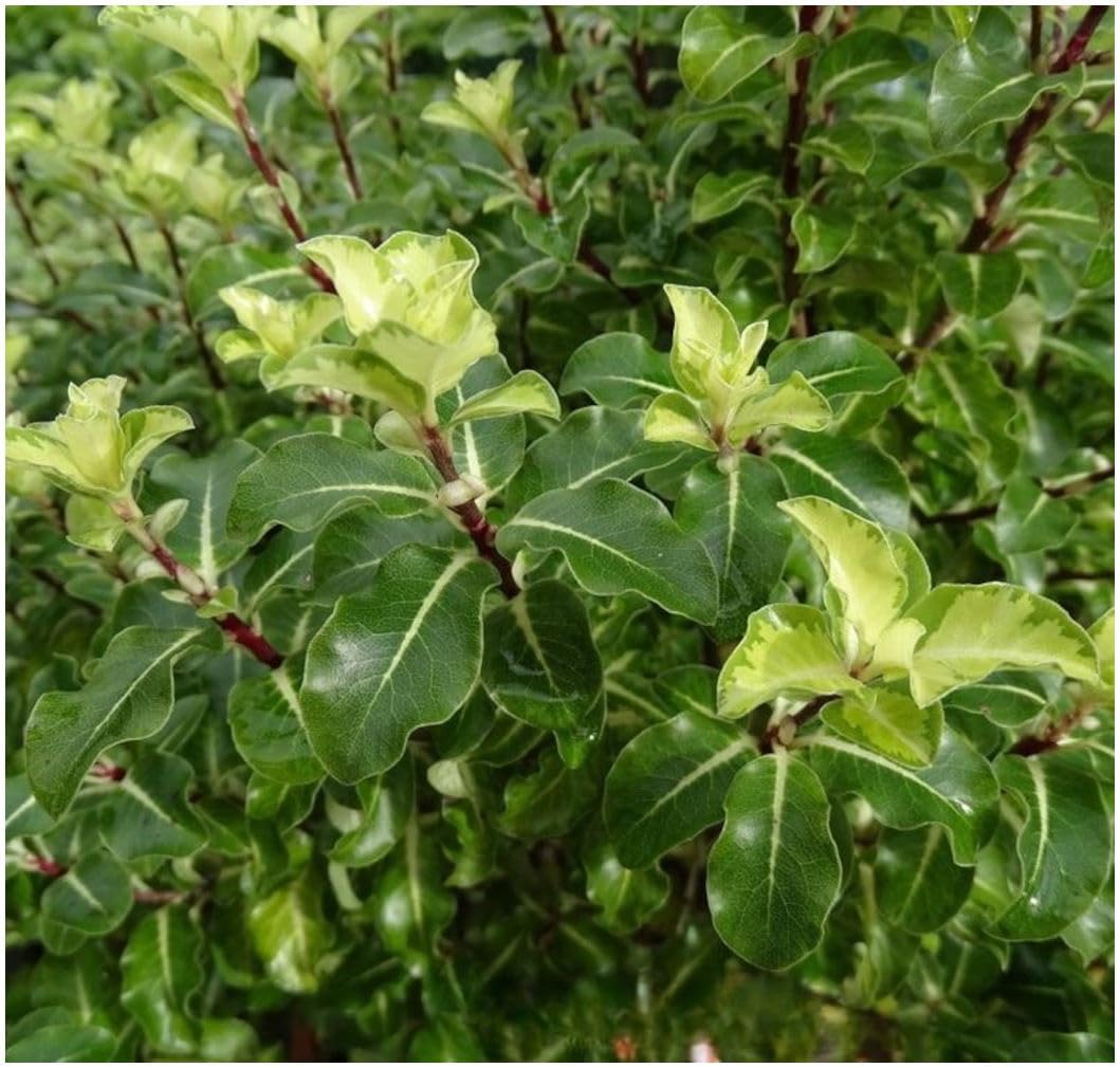 GrowOn Shrubs [2 Litre] Pittosporum Tenuifolium Gold Star | Evergreen Shrub | Outdoor Garden Ready Plant | Spring Flowering | Maroon Flowers