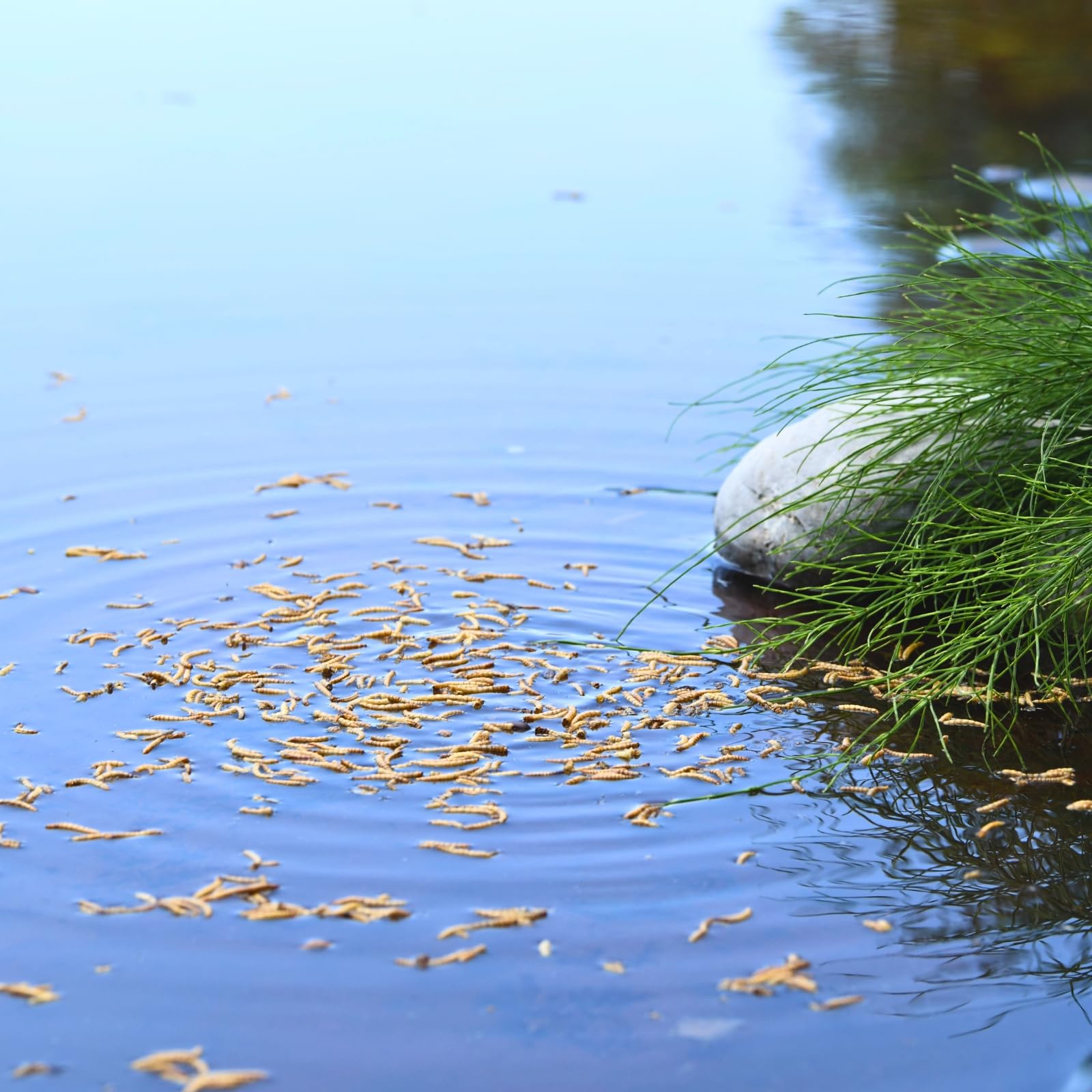 Lyra Pet® | 10 kg Mehlwürmer | Ideal für Zier- und Teichfische | Schonend Getrocknet | Proteinreiches Fischfutter | Reich an Vitaminen & Mineralstoffen | Nährstoffreiche Energiequelle für Koi | Premium Qualität - Proteinreiches Vogelfutter - Energiespende