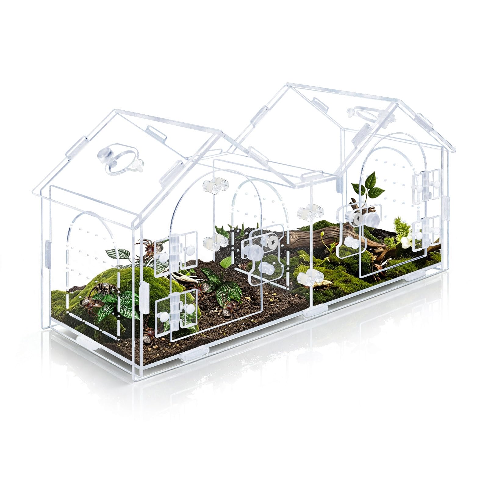 Acrylic Jumping Spider Enclosure with Removable Divider and Feeding Ports