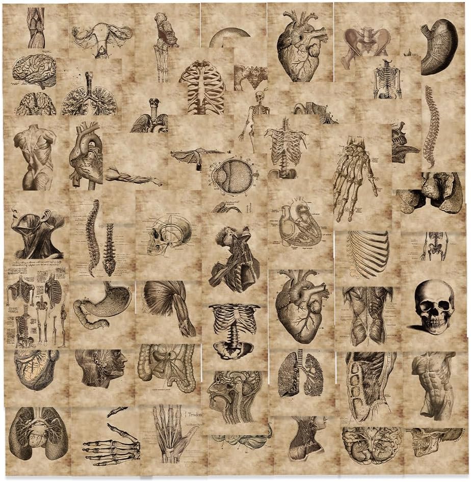 ousba Anatomy Stickers - 50 PCS Human Anatomy Stickers, Human Organs Stickers for School Teacher Supplies,Vinyl Waterproof Stickers for Scrapbook Diary Gift for Boys Girls Teens (Human Organ Stickers)