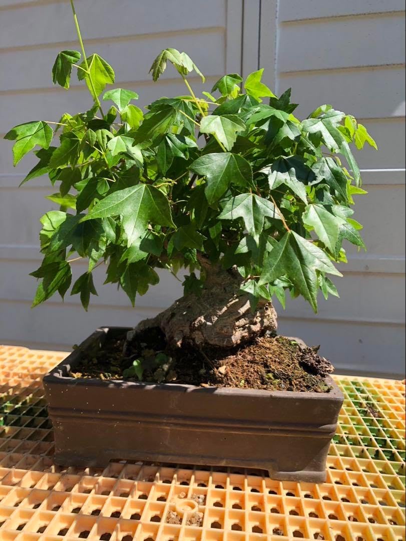 売り切り】 楓 盆栽 極太 楓 A3025☆カエデ 楓 葉物 小品盆栽☆「送料