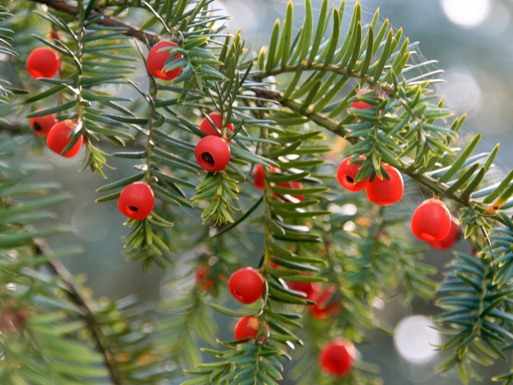 20 Stk. Eibe - Eibenhecke Containerware 30-40 cm hoch - Taxus baccata -  Garten von Ehren : Amazon.de: Garten