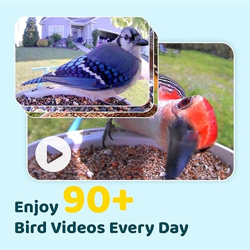 Miniatura 3 de NETVUE by Birdfy - Comedero inteligente para pájaros con cámara, cámara de observación de aves, captura automática de videos de aves y detección de