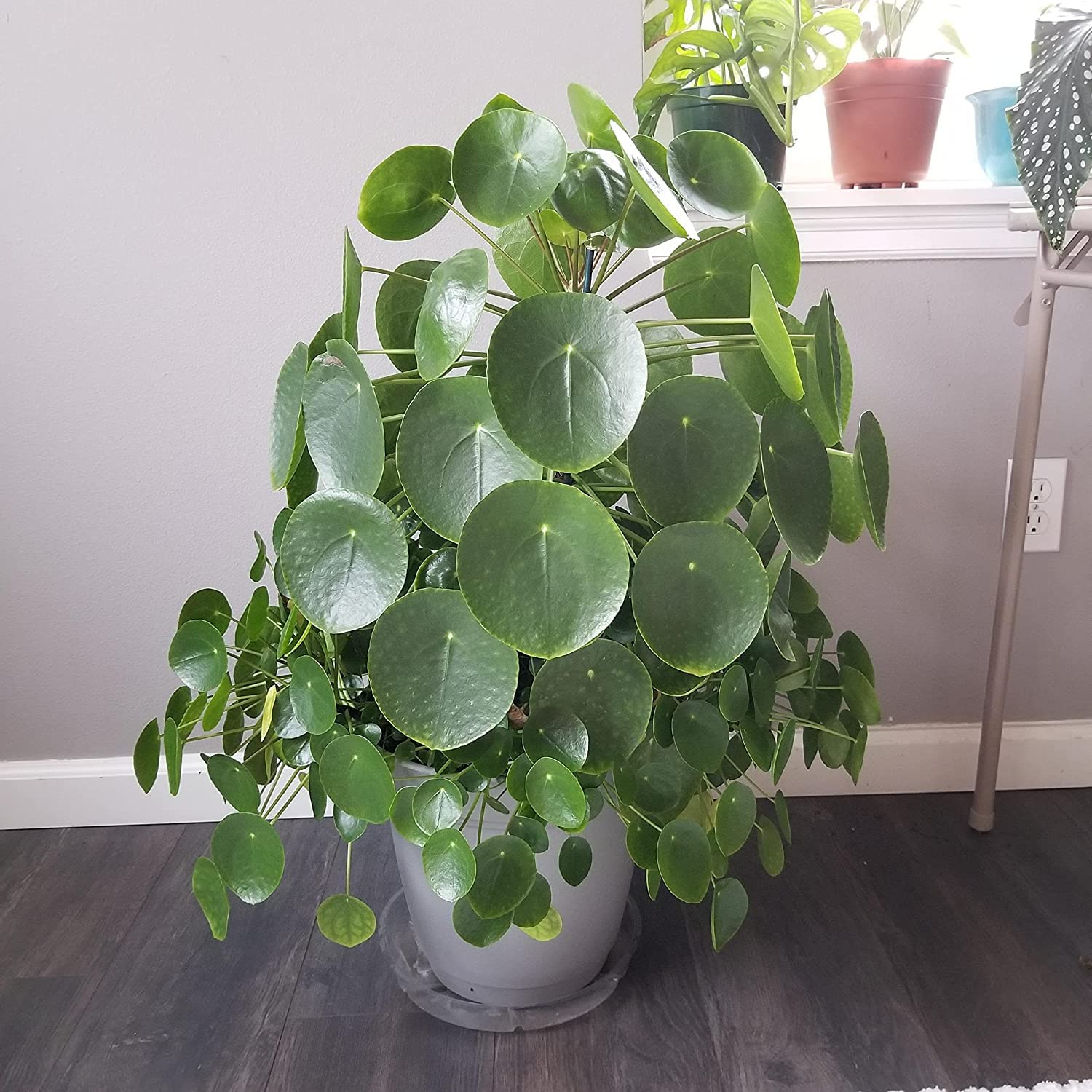 Chinese Money Plant/Pilea peperomioides Live Plant-image-32