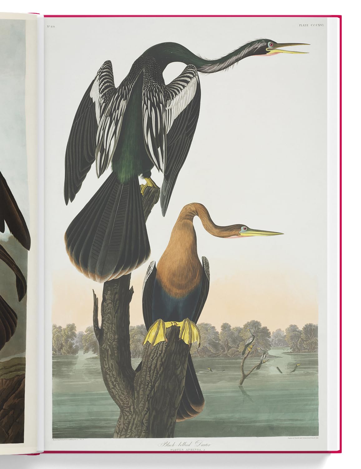 The Birds of America
