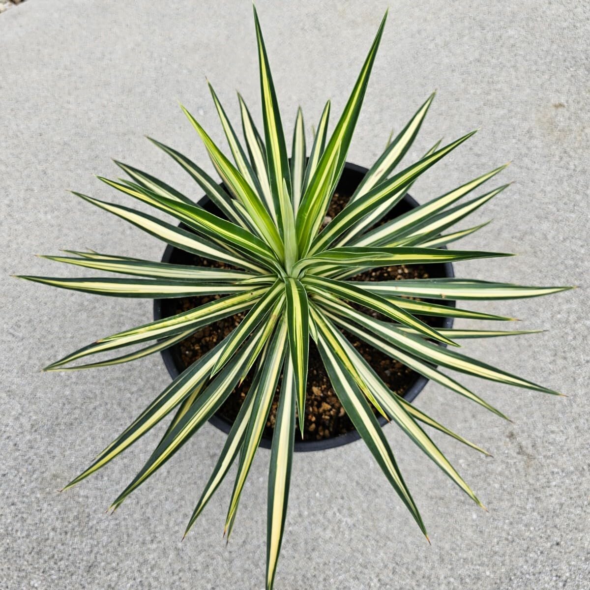 ⚜️83⚜️ユッカ アロイフォリア 中斑 メディオピクタ 苗芋 2個