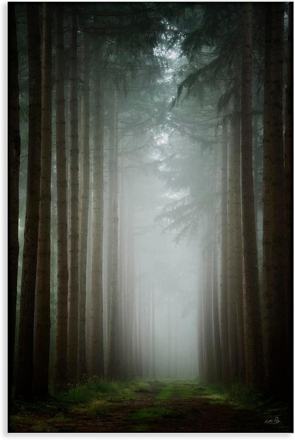 Stupell Industries Moonlight Through Dark Forest Canvas Wall Art, design by Martin Podt, 16 x 24