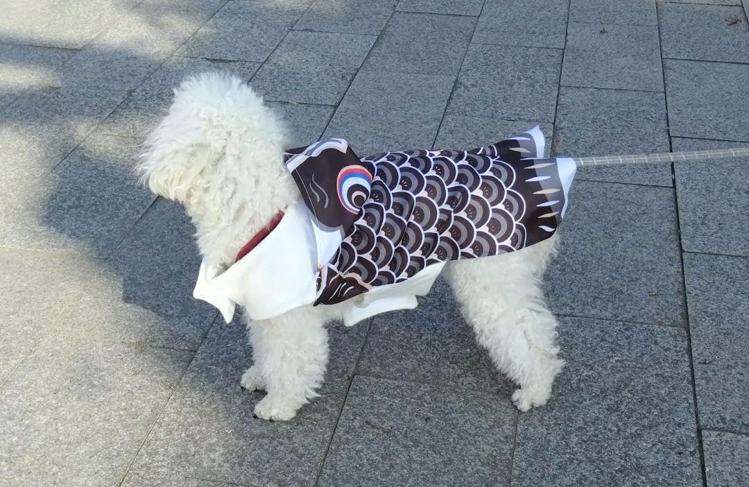 鯉のぼり　犬服　大型犬　完成品　緑 楽天市場】大型犬 服 大型犬用 接触冷感 綿モダール 天竺 タンク
