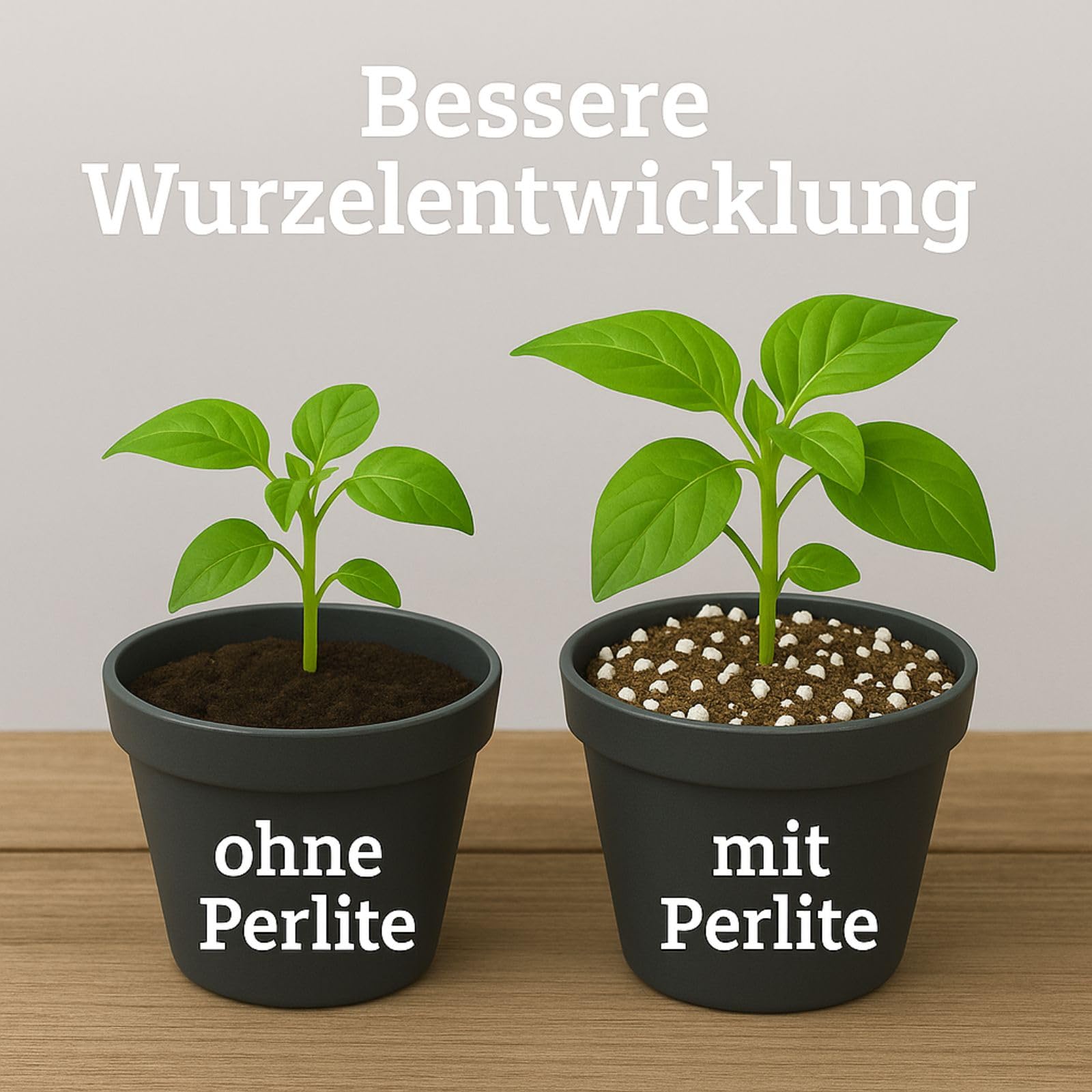 Weedness Plagron Perlite 60 Liter - Perlite für Pflanzen Drainage Vulkangestein Anbau Blumenerde Erde Substrat