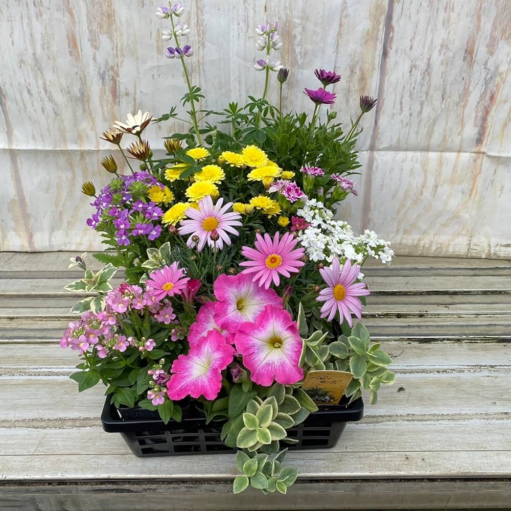 沖縄県産 ラン 花芽付き カット苗 3セット ひつじのショーン