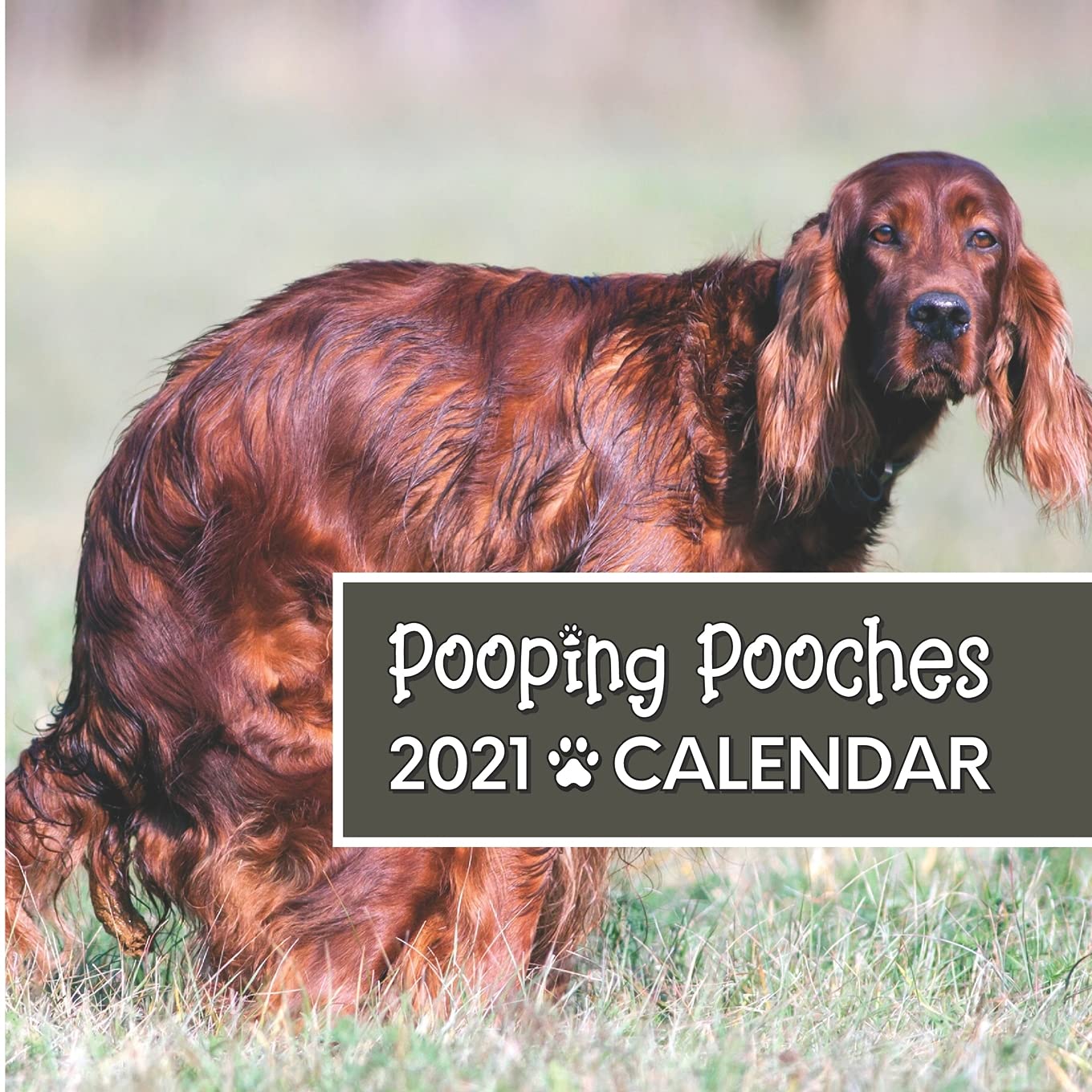 Buy Pooping Pooches 2021 Calendar: Dogs In Funny And Awkward Positions In  Nature - Desk Planner For White Elephant Gag Secret Santa Birthday  Christmas - Perfect Joke Prank And Hilarious Gift Book