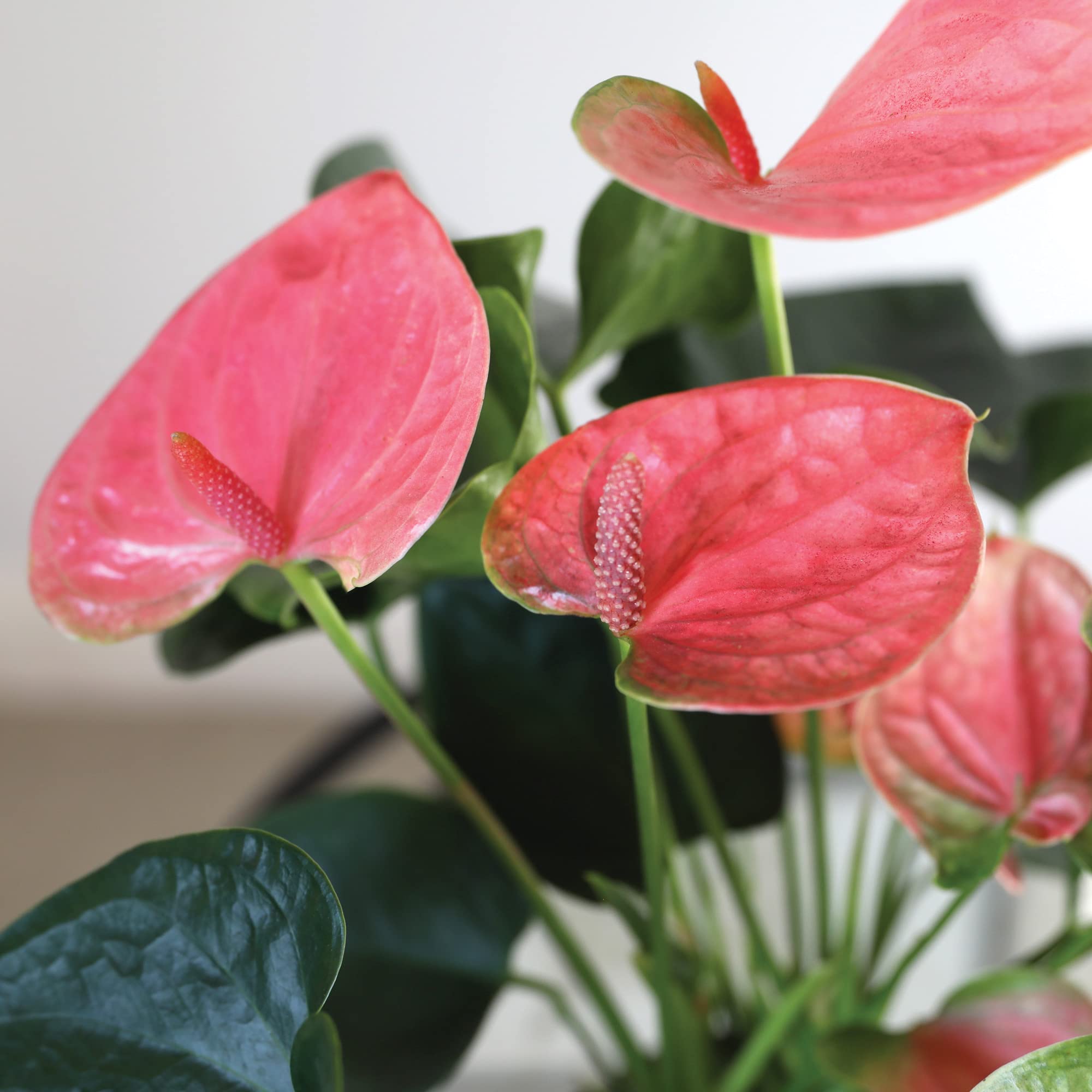 dracaena lisa cane plant Lisa Cane  Fragrance Plants and Flowers