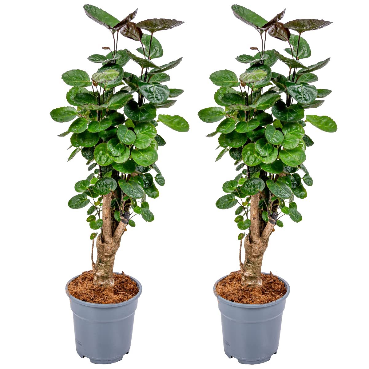 Bloomique - Set de 2 - Polyscias ‘Fabian’ - Aralia - Planta de interior - Purificadora del aire - Apta para mascotas - Fácil de cuidar - Altura 50-60 cm - Maceta 17 cm