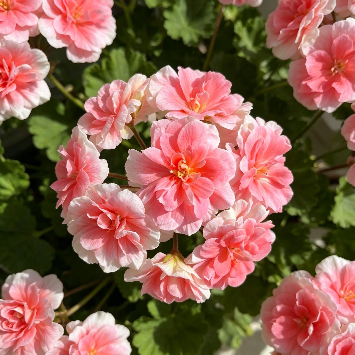 Double Geranium Seed-Hardy,Perennial, Vibrant Floral Display Garden