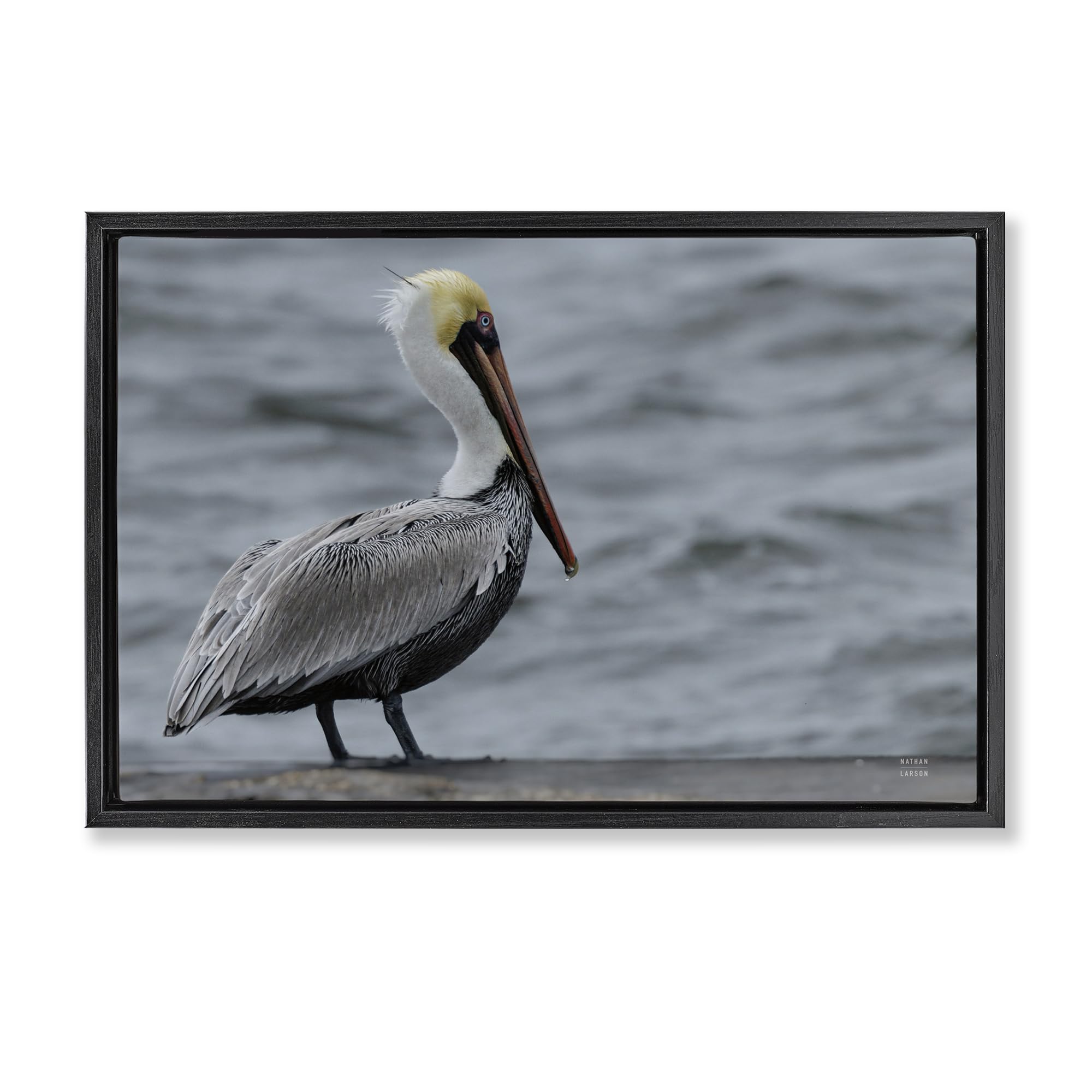 Stupell Industries 'Pelican Watch Photography', Floating Frame Canvas Art, Black, 31 x 21 Inches, Easy to Hang and Sturdy, Made in USA, by Nathan Larson