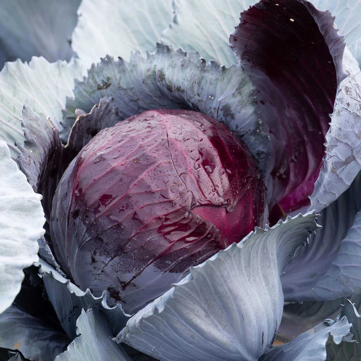 Marshalls Garden Cabbage Seeds Lodero F1 Hybrid Clubroot-Resistant Red