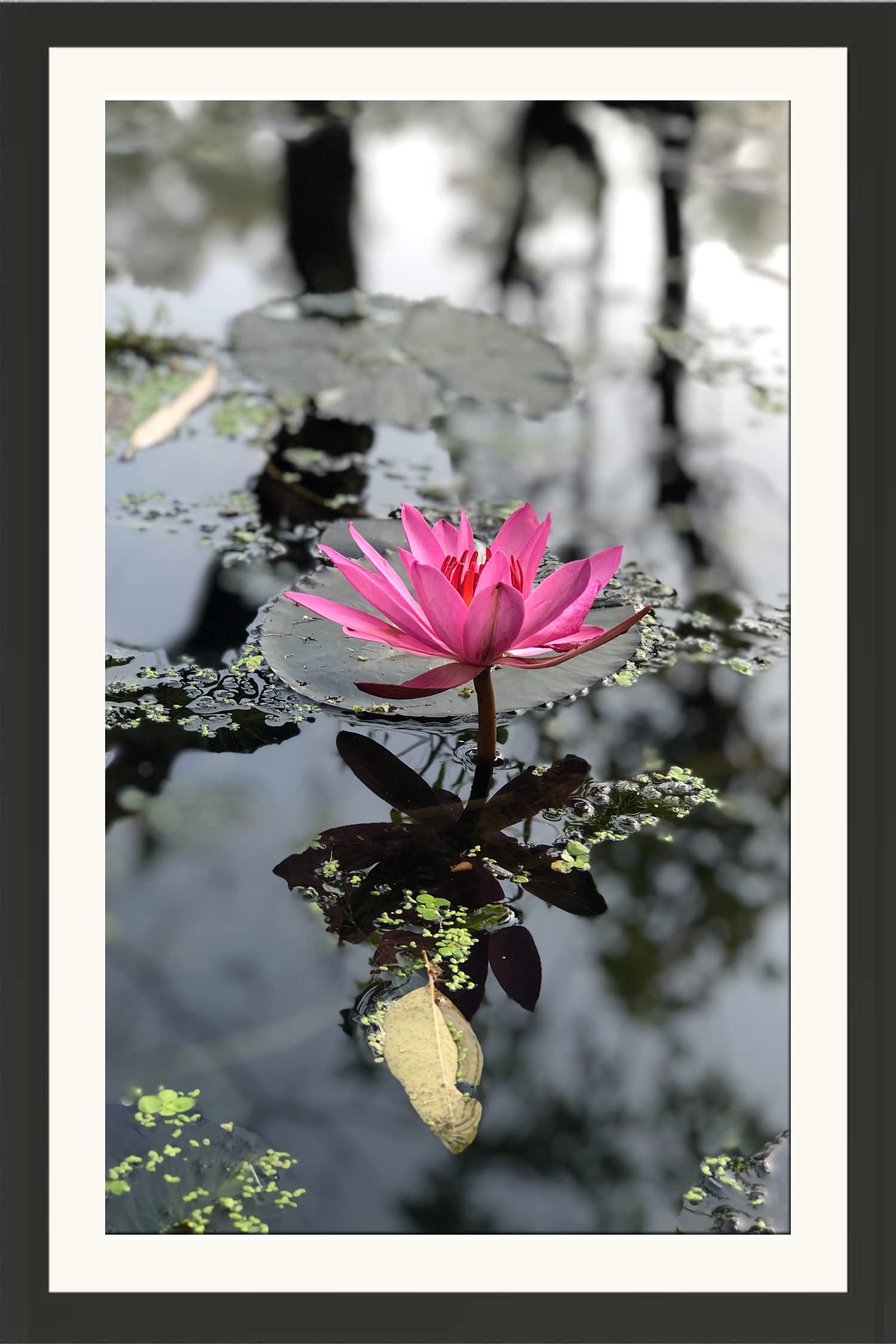 STUDIO AVINASH Lotus Flower Wall Hanging 1.5 Inches Frame | Velvet Thermal Coated Lamination Photo Without Glass (13 X 18 Inch)