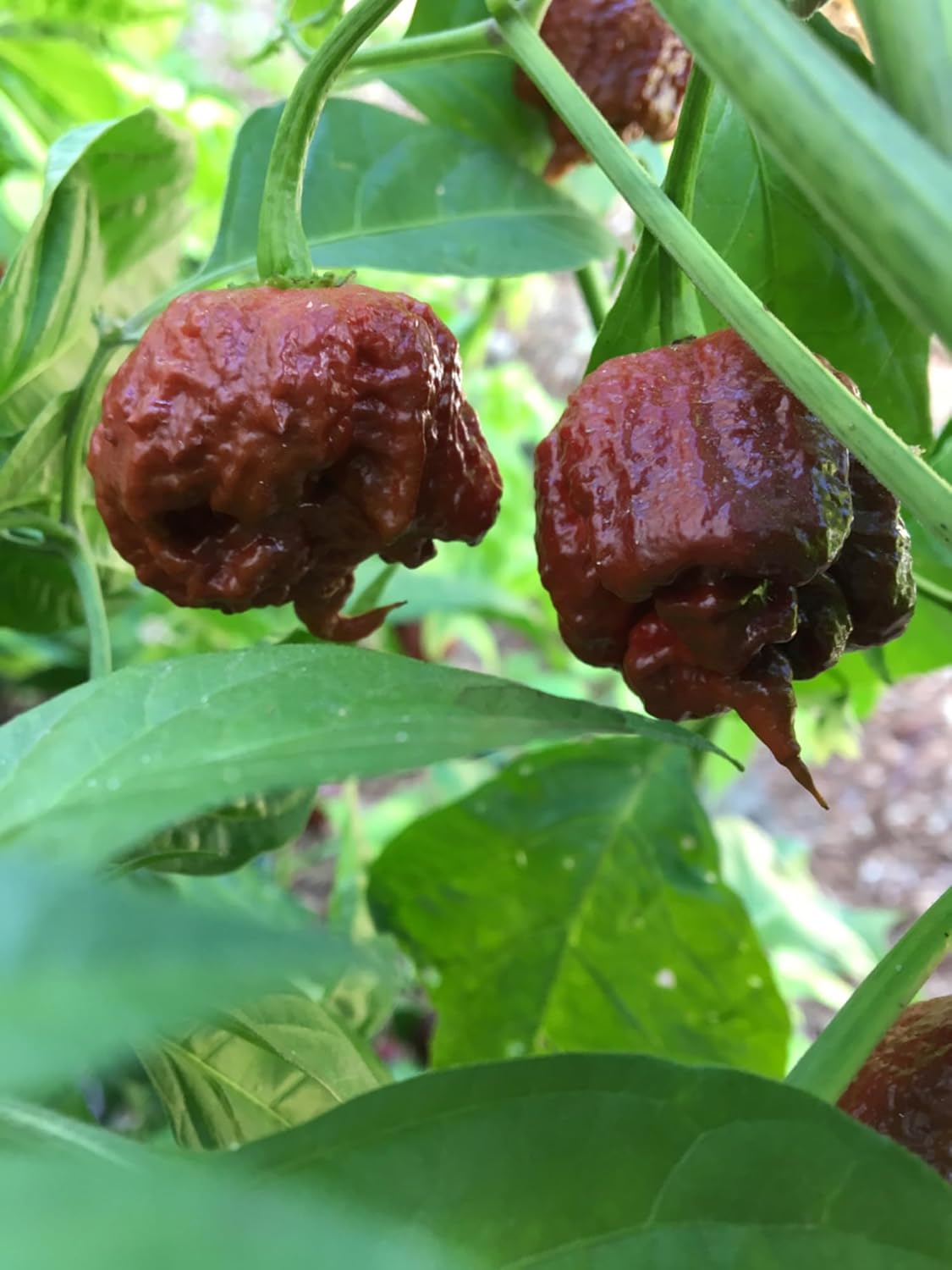 Chocolate Carolina Reaper Pepper Plant - Three (3) Live Plants - Each 75 Days Old - Not Seeds - Not in Pots - World's Hottest Pepper - 2.2 Millions SHU