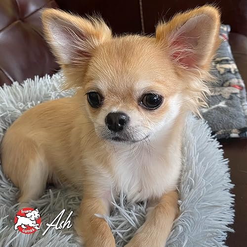 Miniatura 8 de Fromm Four-Star Nutritionals - Comida seca para perros con salmón y tunalina - Comida premium para perros - Receta de salmón - 26 libras