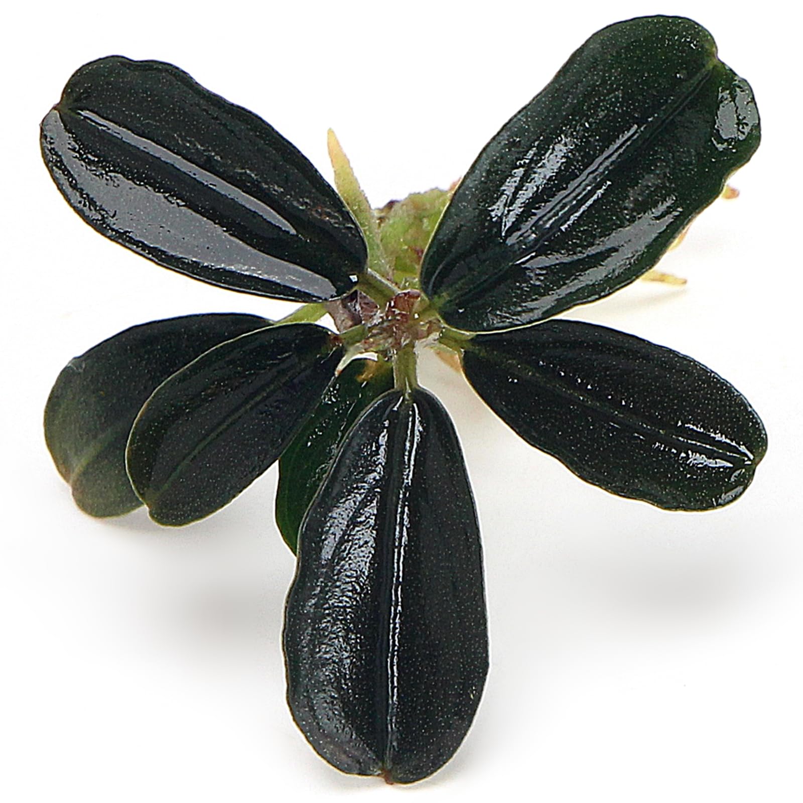 K2AQUA Bucephalandra Kedagang Mini Round Live Aquarium Plant Dark Leaves Red Stems Iridescent Finish Freshwater Plant