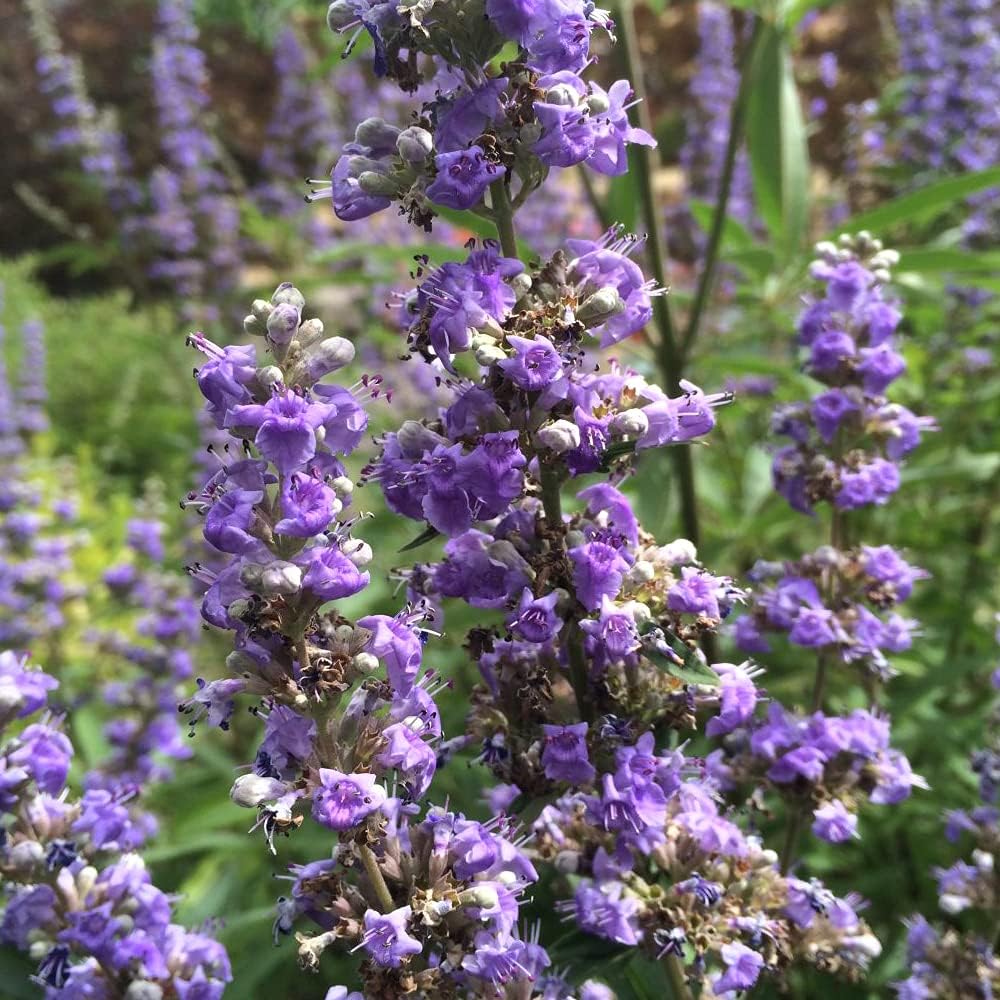 セイヨウニンジンボク ブルー 6号鉢初夏に穂状の花を咲かせる落葉低木で 花や葉などに爽やかな芳香があります 強健で花木が長いので 晩夏まで咲き続けてくれます 花の少ない暑い時期に涼し気な花を咲かせてくれます 実はハーブティーとしても利用可能で 女性ホルモンの セイヨウニンジンボク ブルー 6号鉢初夏に穂状の花を咲かせる落葉低木で 花や葉などに爽やかな芳香があります 強健で花木が長いので 晩夏まで咲き続けてくれます 花の少ない暑い時期に涼し気な花を咲かせてくれます 実はハーブティーとしても利用可能で 女性ホルモンの