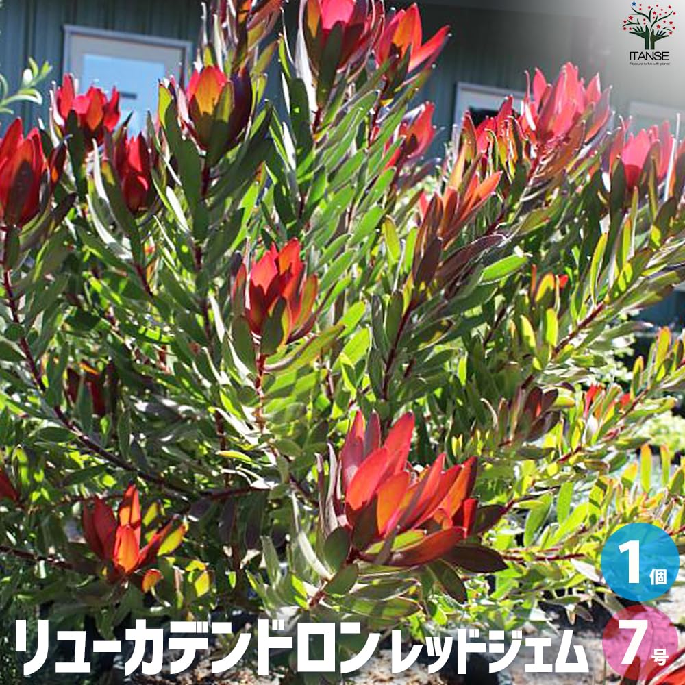 リューカデンドロンとルリタマアザミのアンティークな2Wayガーランド 紫陽花 Amazon.co.jp: リューカデンドロン・サマーサン 5号ポット【品種で