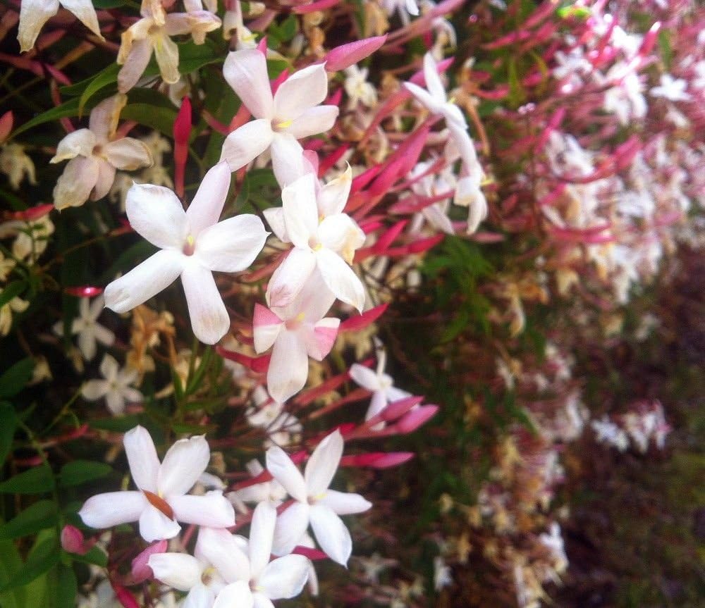 Jasminum polyanthum Pink Jasmine Plant Live Plant in 2