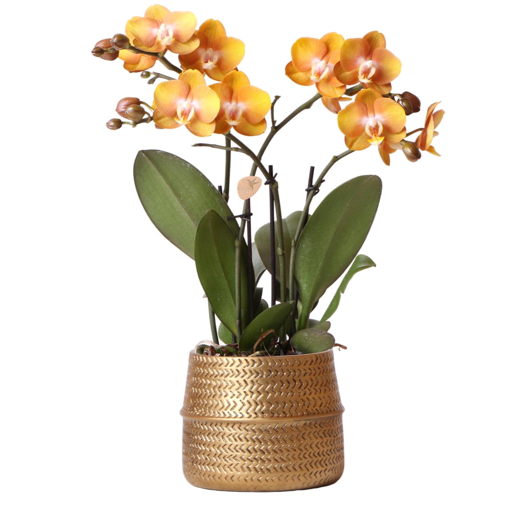Kolibri Orchids Orquídea Phalaenopsis Las Vegas en maceta dorada de 12 cm de diámetro