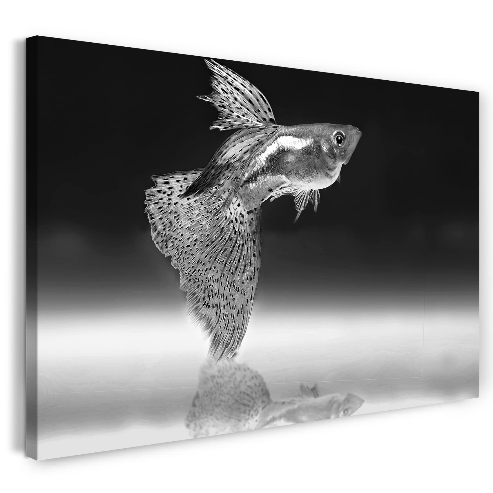 Fisch Kunst Fotografie Shyer Black Beauty | Auf Dem Luisenplatz
