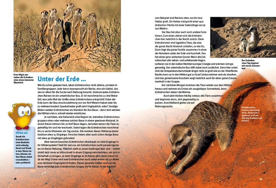 Entdecke die Erdmännchen: Mit großem Erdmännchenquiz (Entdecke - Die Reihe mit der Eule: Kindersachbuchreihe)
