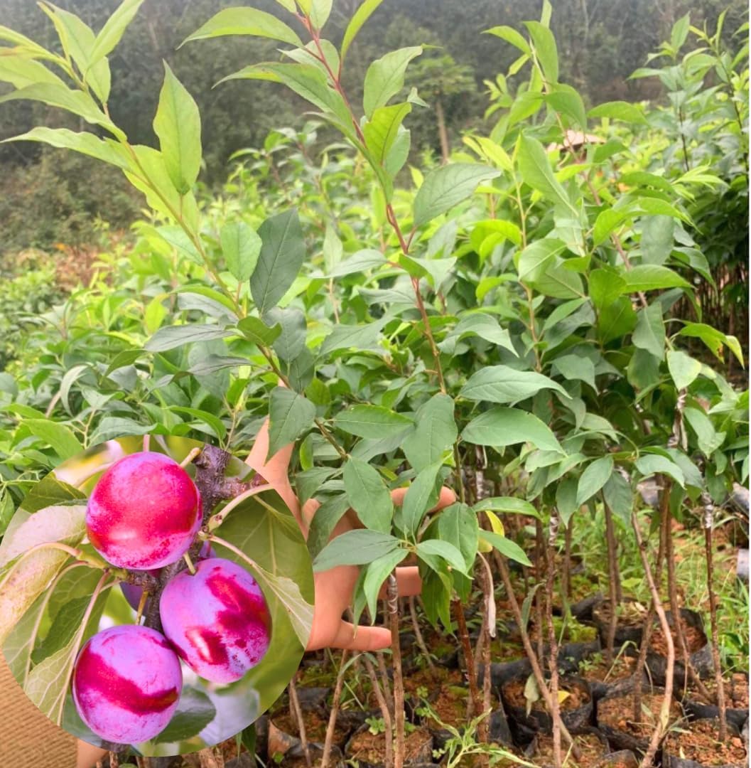 1-2 Feet Plum Tree Live Plant for Planting, No Pot Plum Tree Sweet Fruit, Cold Hardy, Dormant in Winter, Spring Planting