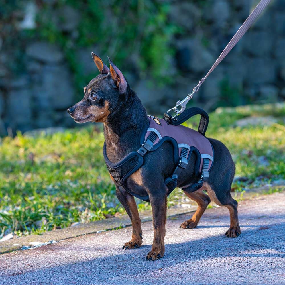 Ferplast Harnais pour Petits Chiens ERGOTREKKING, Harnais réglable avec 6 Fermetures, rembourré et réfléchissant, idéal pour la randonnée, Taille XS, Poids Max. 15 kg. Noir
