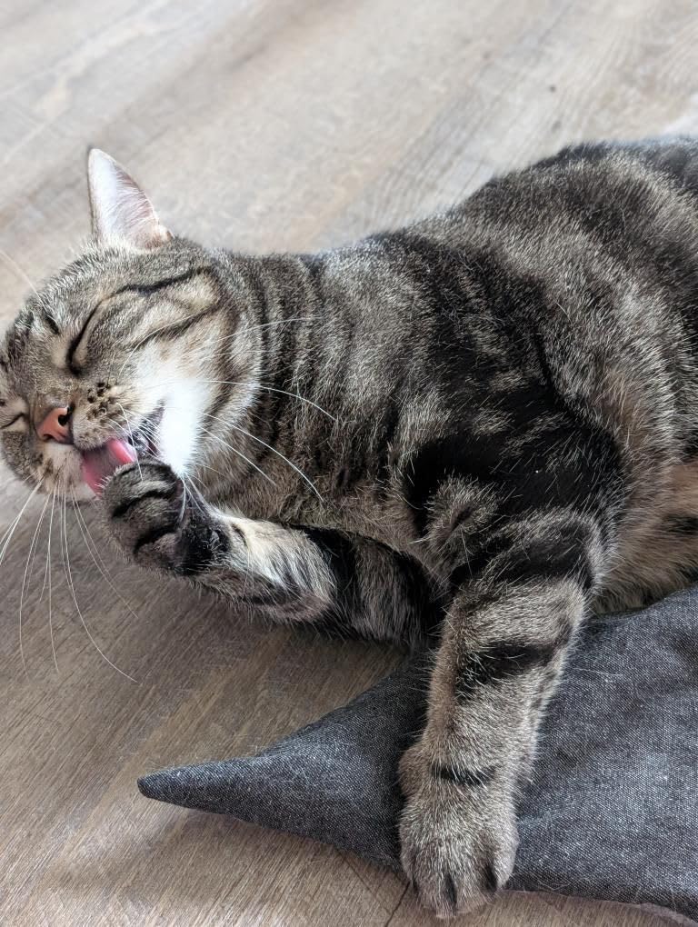 Kater Kasimir MAUSBERT Lot de 4 coussins douillets 2 en 1 avec herbe à chat bio, balériane bio et fruits Matatabi Fabriqué à la main en Allemagne