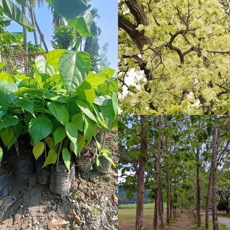 Sal Wood Tree Live Plant – Sakhua/Sakhu Timber Plant for Outdoor Growing (Pack of 5 Live Plant)-image-29
