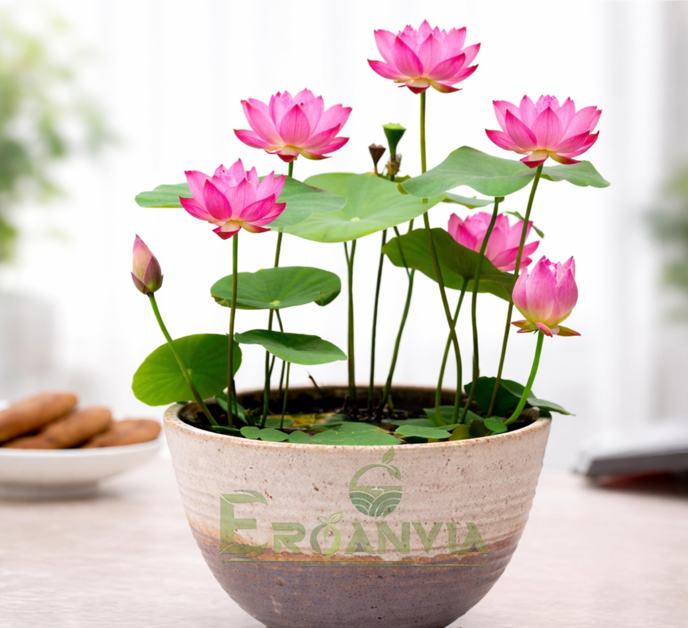 Red Lotus Plant - Blooms in 30 Days! -1