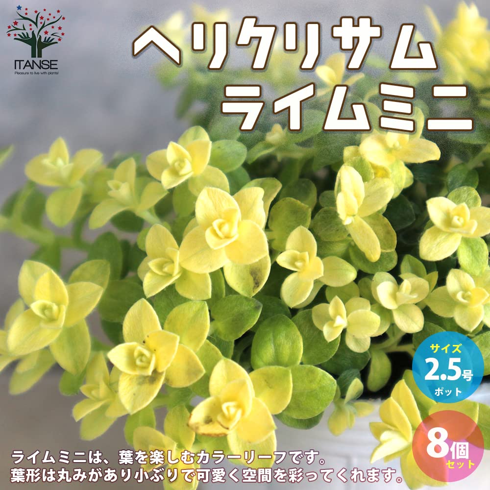 猫だいふく様　プラナロム タナセタム ×2本、ヘリクリサム、アカマツヨーロッパ 猫だいふく様 プラナロム タナセタム ×2本、ヘリクリサム