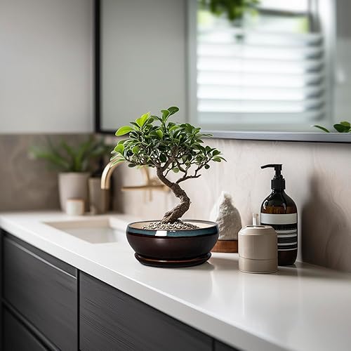 Miniatura 5 de Macetas SQOWL para suculentas con orificio de drenaje - Macetas de bonsái de cerámica de 6 pulgadas, maceta honda con platillo, maceta redonda para