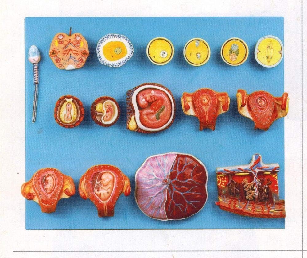 Wellden Medical Anatomical Human Fertilization and Intermediate Embryogeny Model