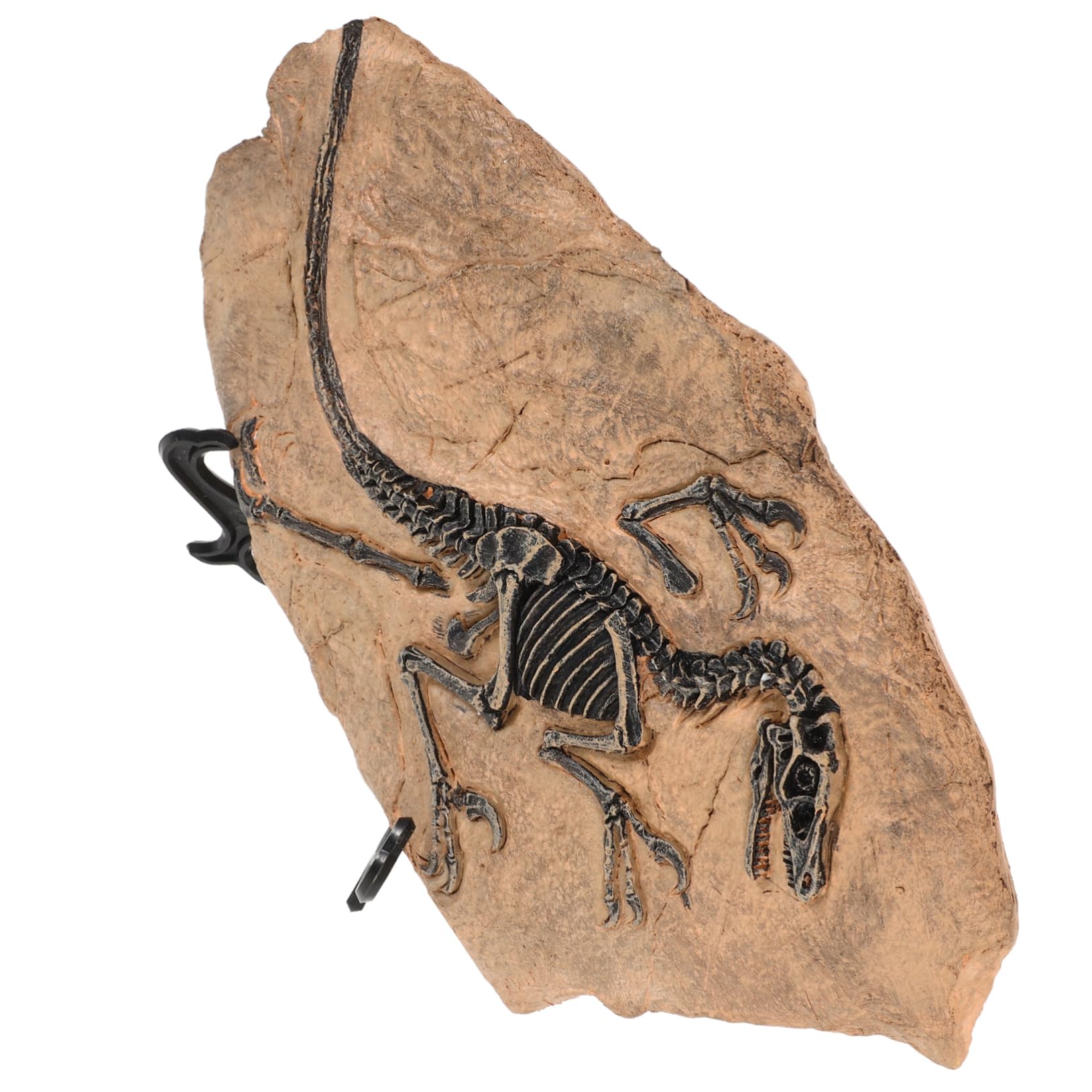 1set Ornamenti Fossili Di Dinosauro Decorazioni Simulato Per Giardino e Casa Modelli Educativi Per Collezionisti Di Paleontologia