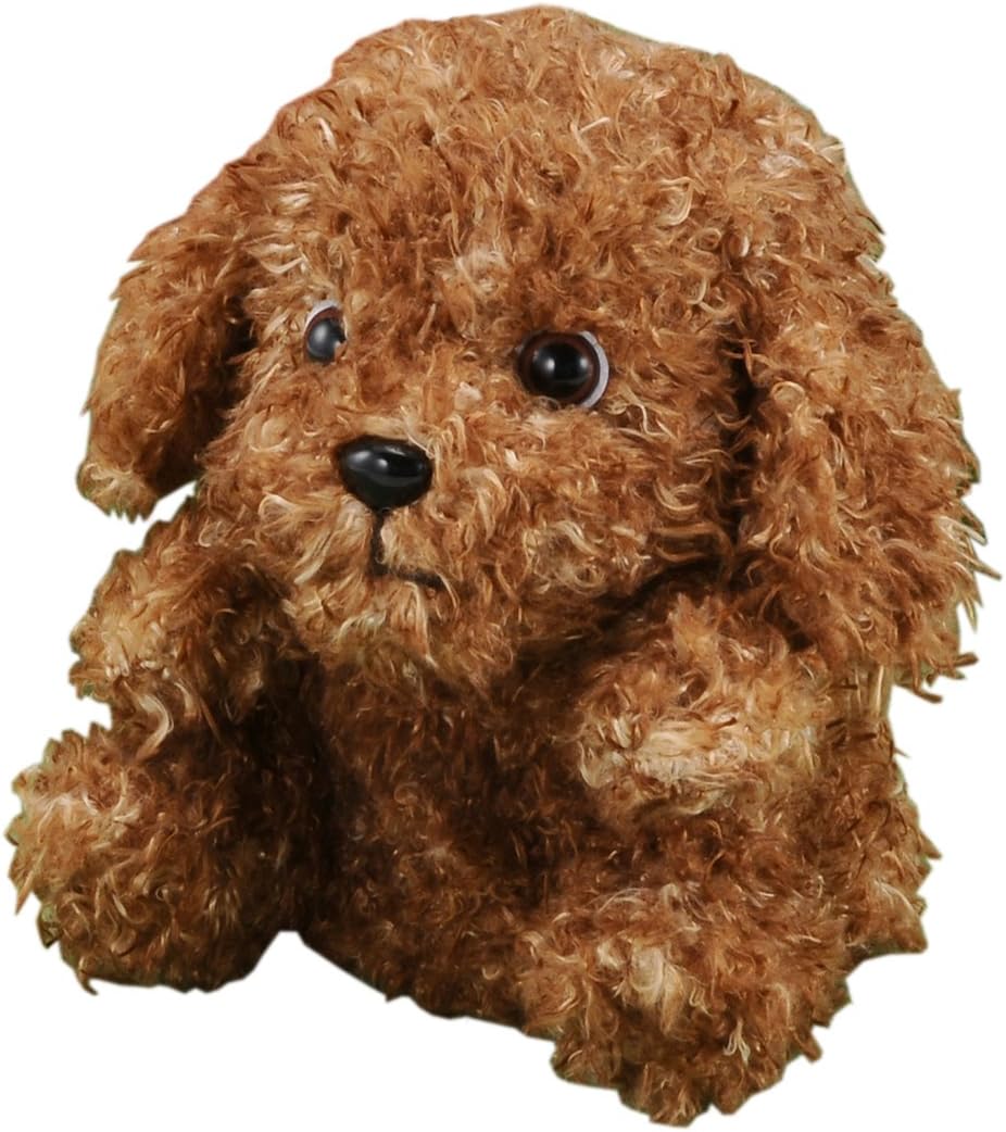chocolate teacup poodle