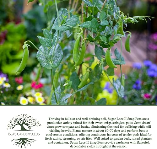 Miniatura 6 de Sugar Lace II - Semillas de guisante a presión para plantar, más de 50 semillas de reliquia por paquete, semillas de jardín (Isla's Garden Seeds),