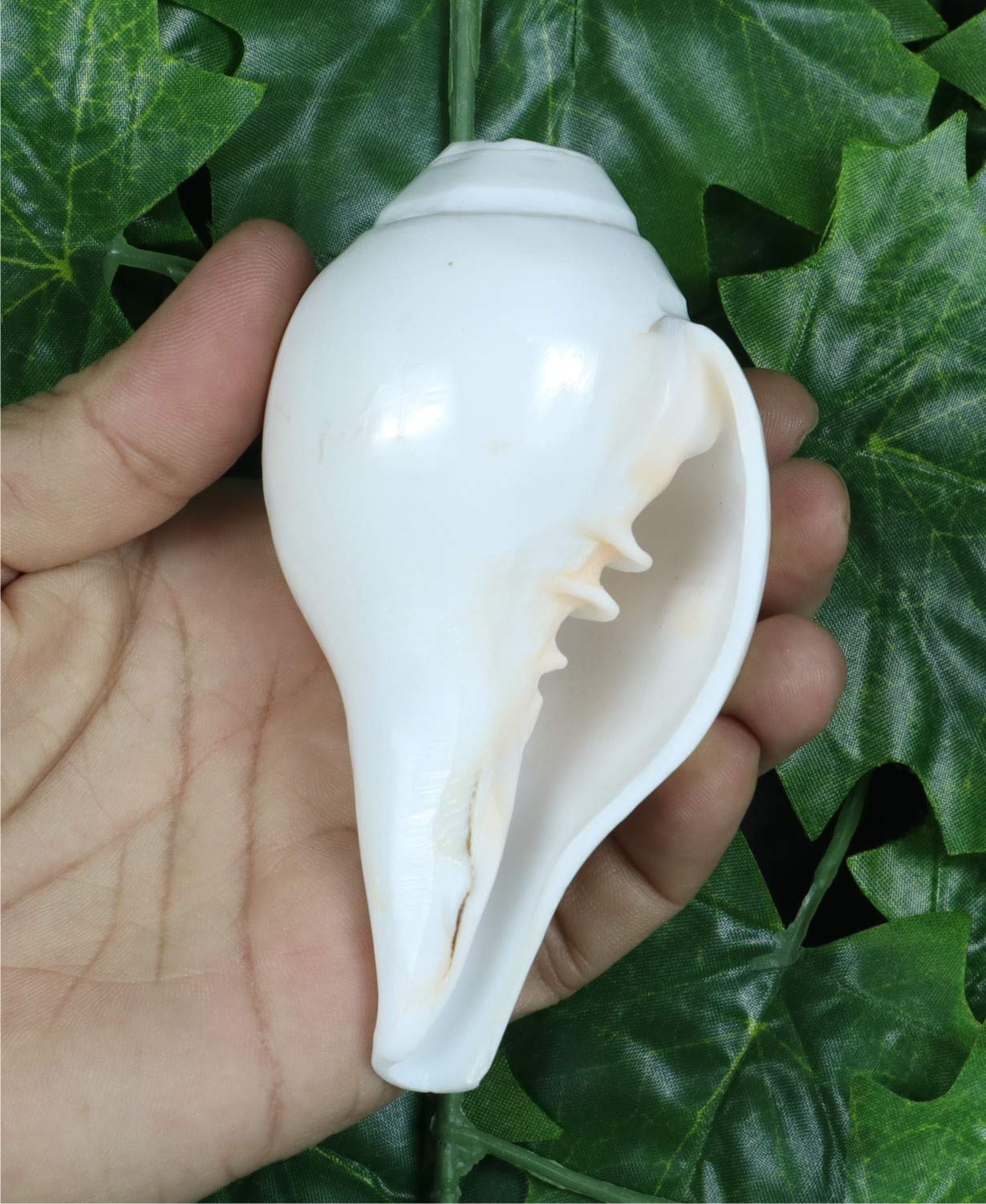 ASHIRWAD Original Blowing Shankh Vamavarti Dattatreya - Conch Shell - Puja Ritual - Plain Shankh - Shankhnaad (Shankh-10,2-11,4 cm)