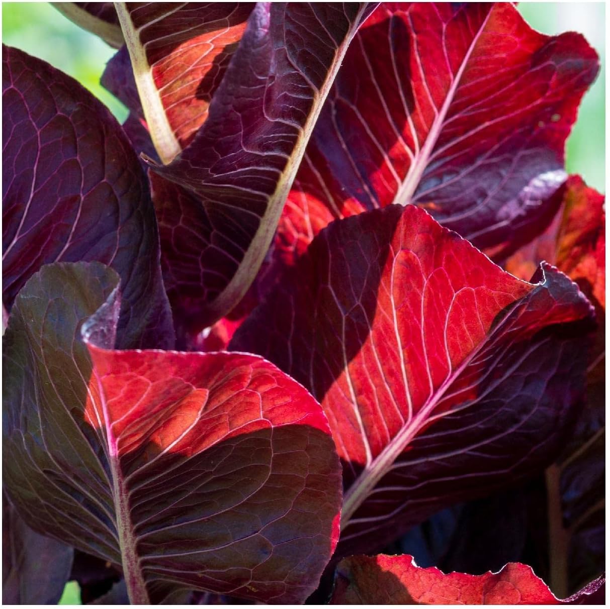 Everwilde Farms - 1 Lb Super Red Romaine Lettuce Seeds - Gold Vault