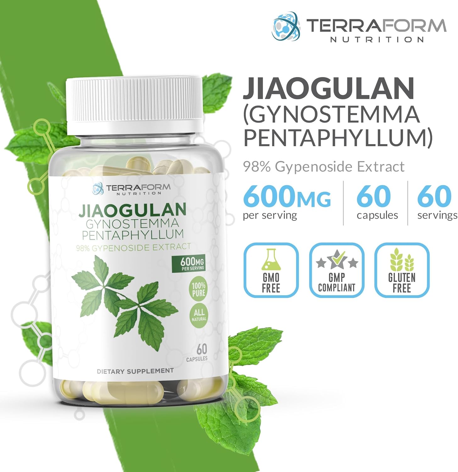 TerraForm Nutrition Gynostemma Pentaphyllum Supplement - 600mg per Capsule - 98% Gypenoside Extract (20:1) - Jiaogulan - 60 Capsules - Adaptogenic Herbal Supplement - Image 2