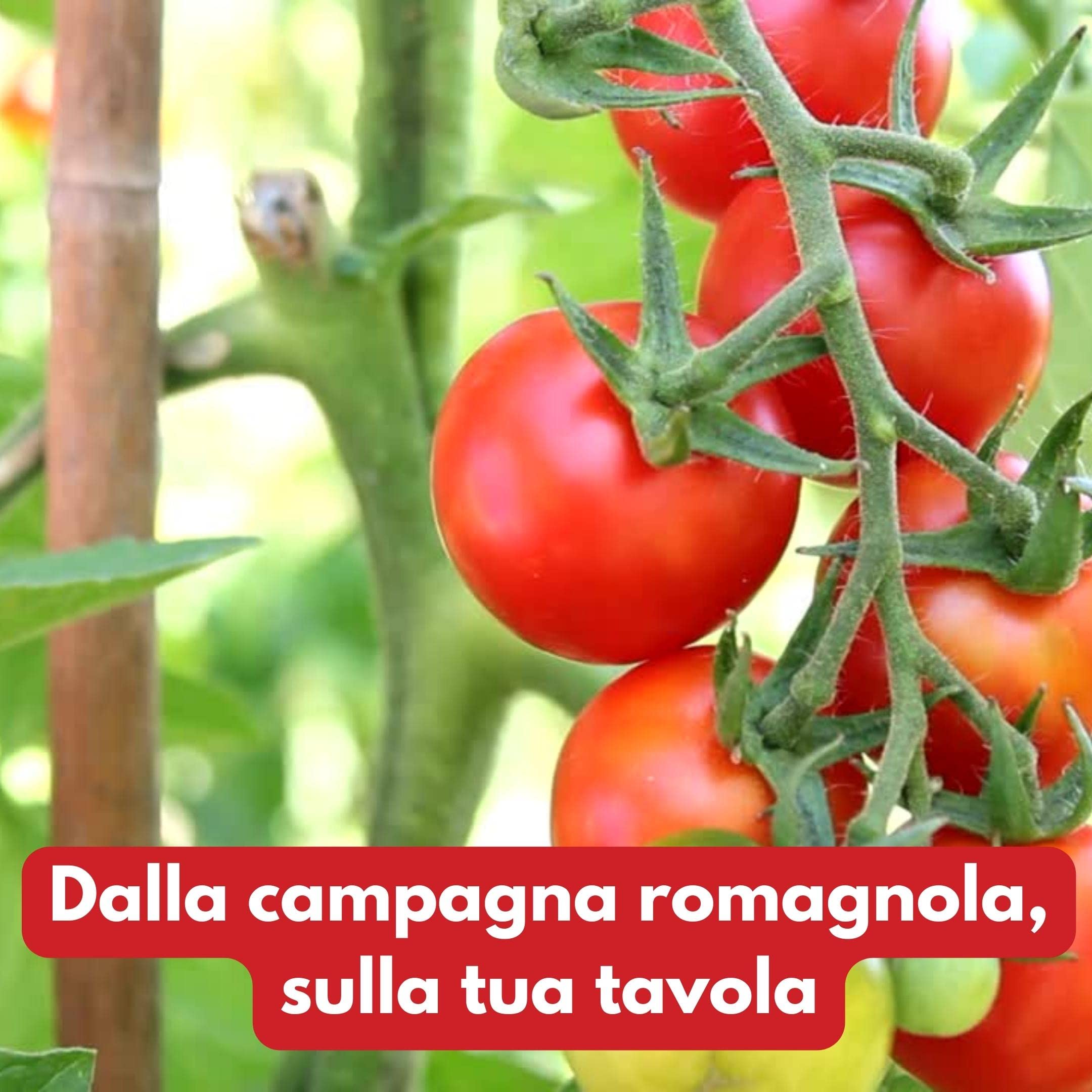 Passata di pomodoro Chef Service biologica ed artigianale, confezione da 3 pezzi da 340gr